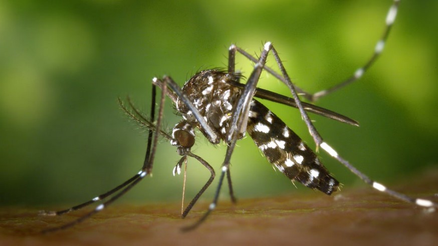 Aumentan un 10% las denuncias por la presencia de mosquito tigre en el municipio de Murcia 