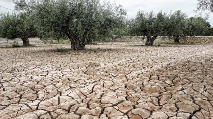 Un olivar con la tierra cuarteada por la sequía extrema. COOPERATIVES AGRO-ALIMENTÀRIES
