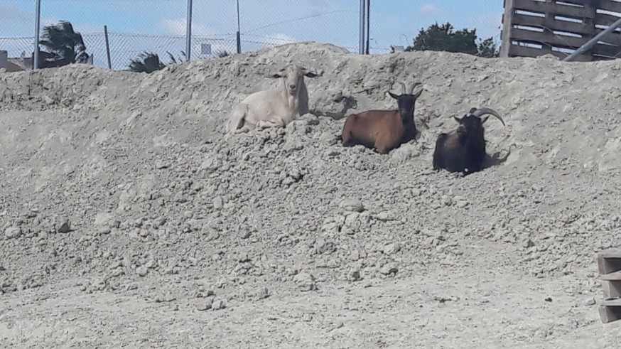 El macho cabrío en un refugio en Cieza.