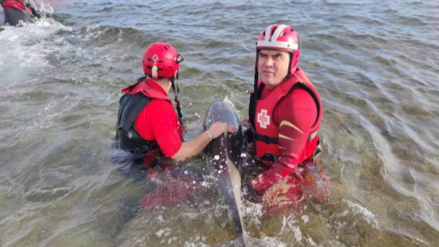 Rescate del delfín herido en Mazarrón 