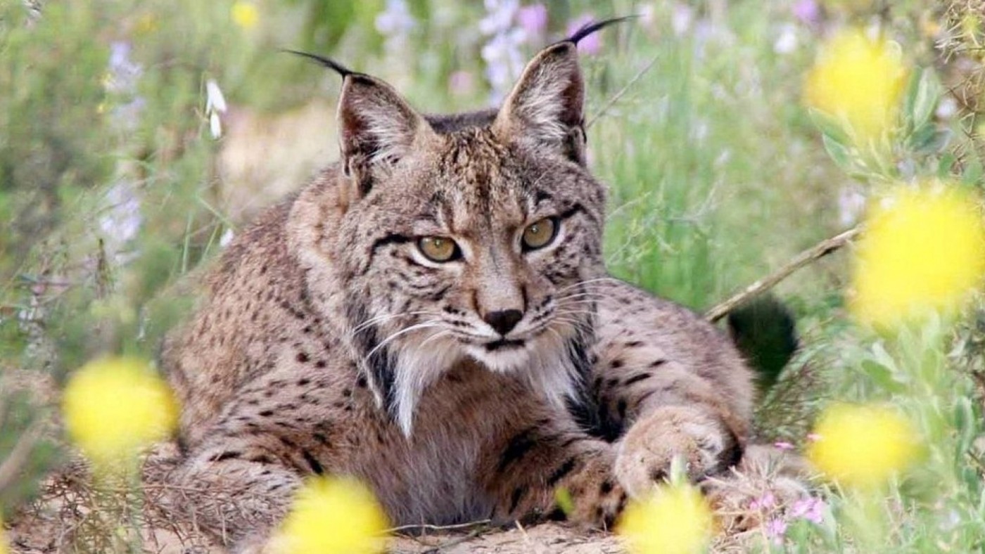 Las tierras altas de Lorca acogerán otros diez nuevos linces ibéricos en 2024