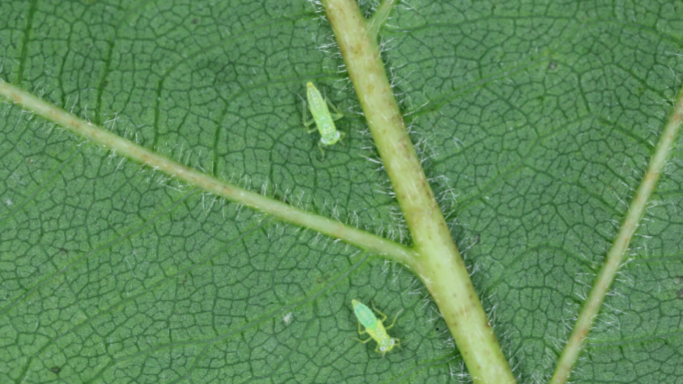 ¿Cómo acabar con el mosquito verde en los viñedos?