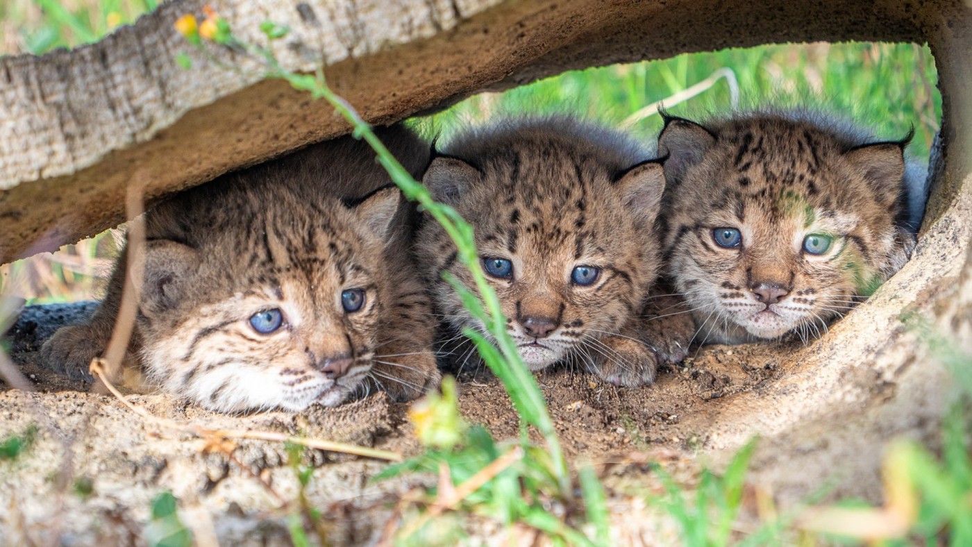 Tres cachorros de lince crecen en la Región de Murcia