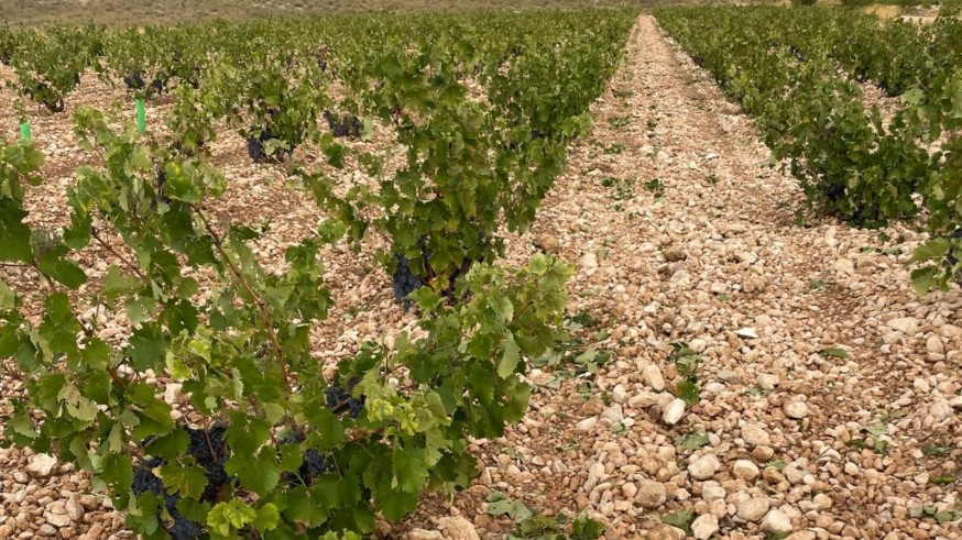 2.600 hectáreas presentan daños en los cultivos tras la última tormenta de granizo