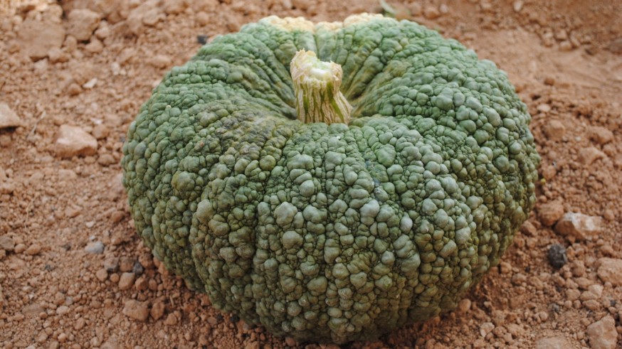 La magia de las plantas. Las calabazas de Halloween