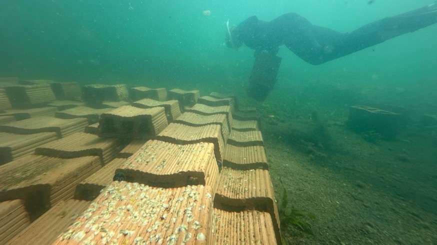 La recuperación de la ostra plana del Mar Menor avanza con el inicio del proyecto RemediOS-3