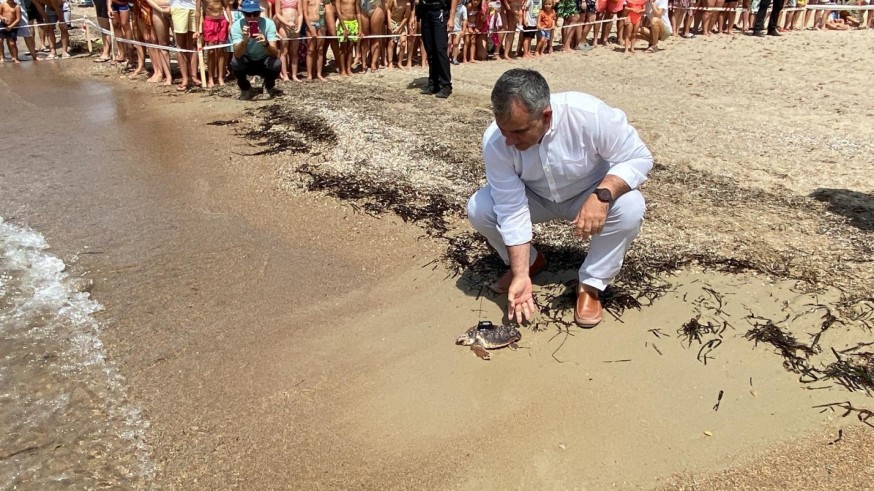 Medio Ambiente devuelve al mar una veintena de tortugas boba en Isla Plana 