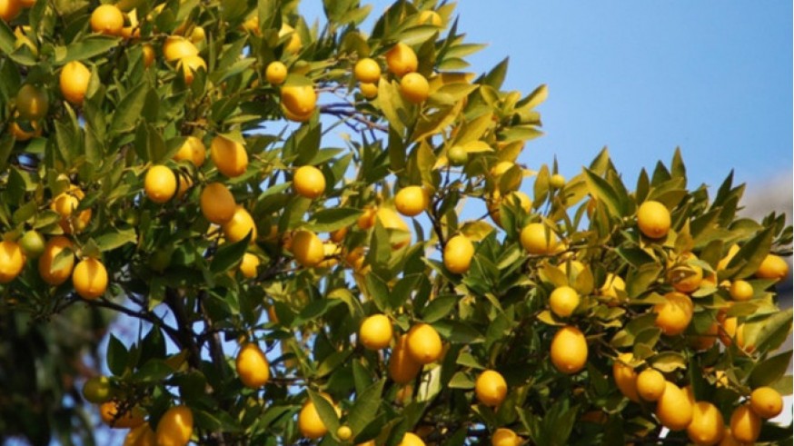 La Mesa del Cítrico reclama al Gobierno mayor implicación para evitar la entrada de limón de terceros países