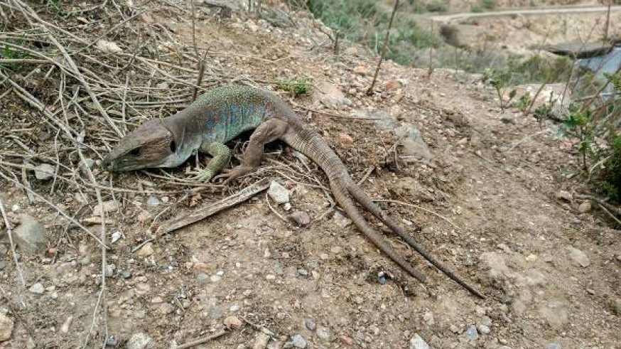Lagarto bético. AUTORIDAD PORTUARIA DE CARTAGENA