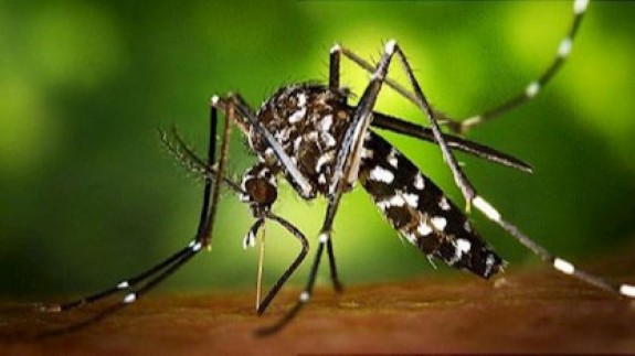Salud intensifica la vigilancia frente al mosquito tigre en colaboración con todos los ayuntamientos
