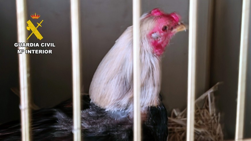 Investigados en Cieza por maltrato animal tras mutilar gallos de pelea