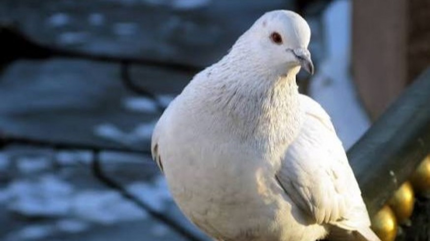 Una cita con Sherlock Health. Murcia impulsa una campaña para concienciar sobre los riesgos de alimentar a las palomas en entornos urbanos