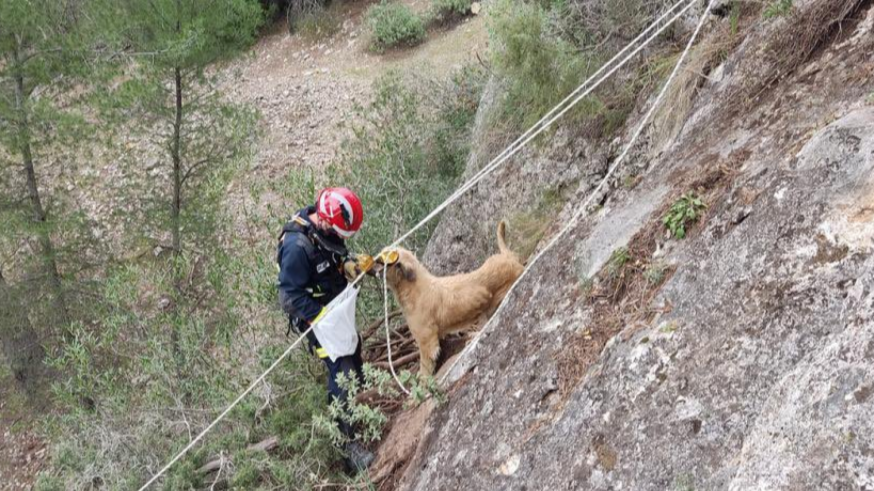 Rescatan a un perro en una montaña de Mula