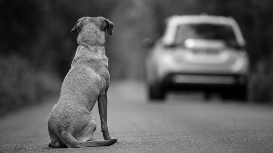 En 2024 se abandonaron 800 animales al día en España