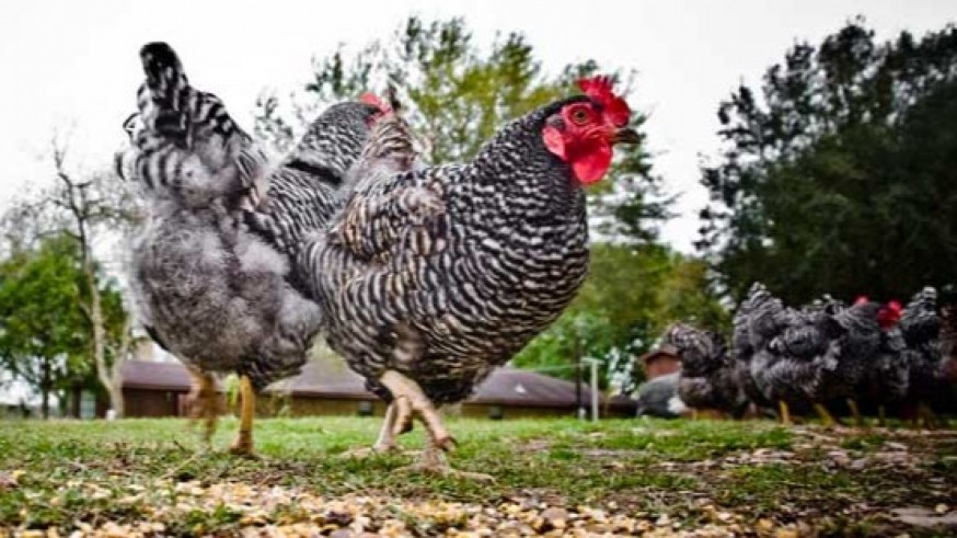 Generar energía a partir de residuos de gallinas