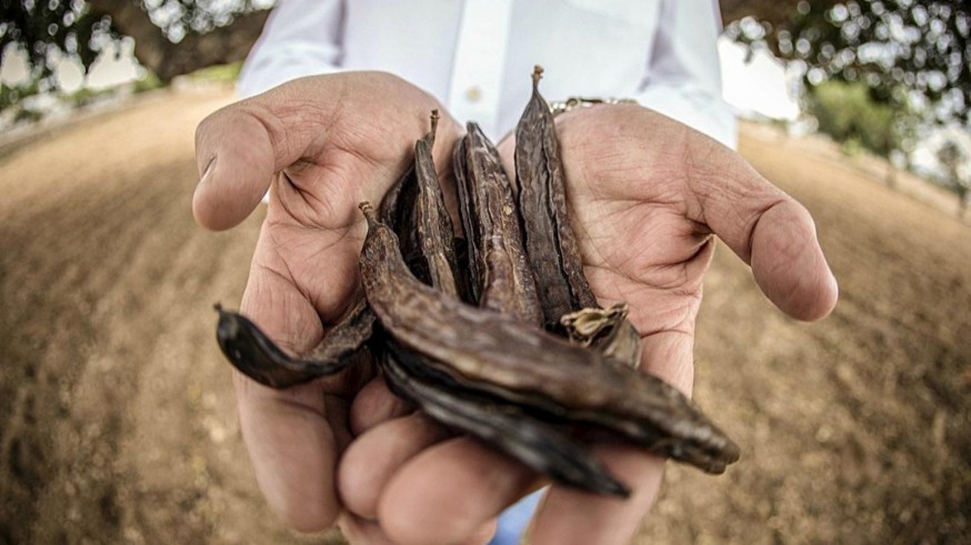 La algarroba: un cultivo tradicional versátil, tanto para la alimentación humana como en la animal