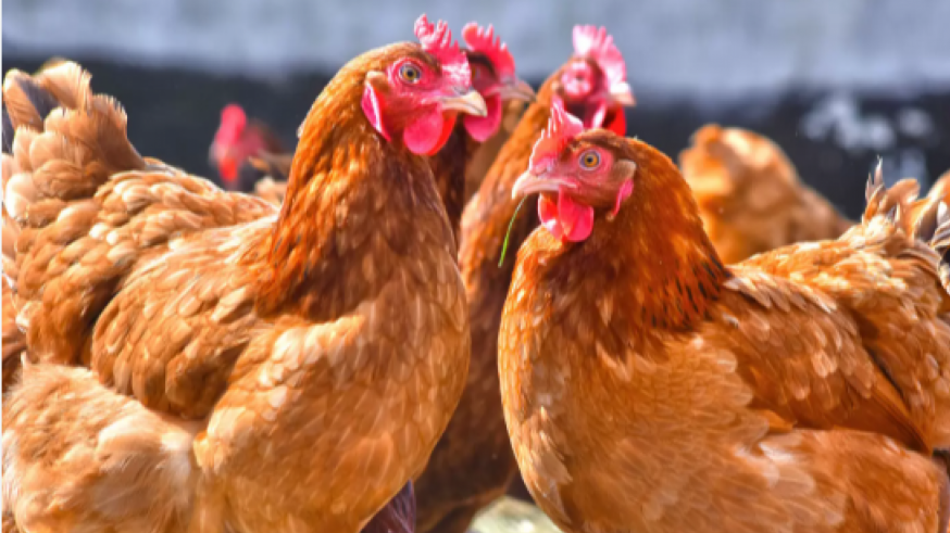 Las explotaciones de gallinas o pollos de autoconsumo pagarán un registro de 38 euros