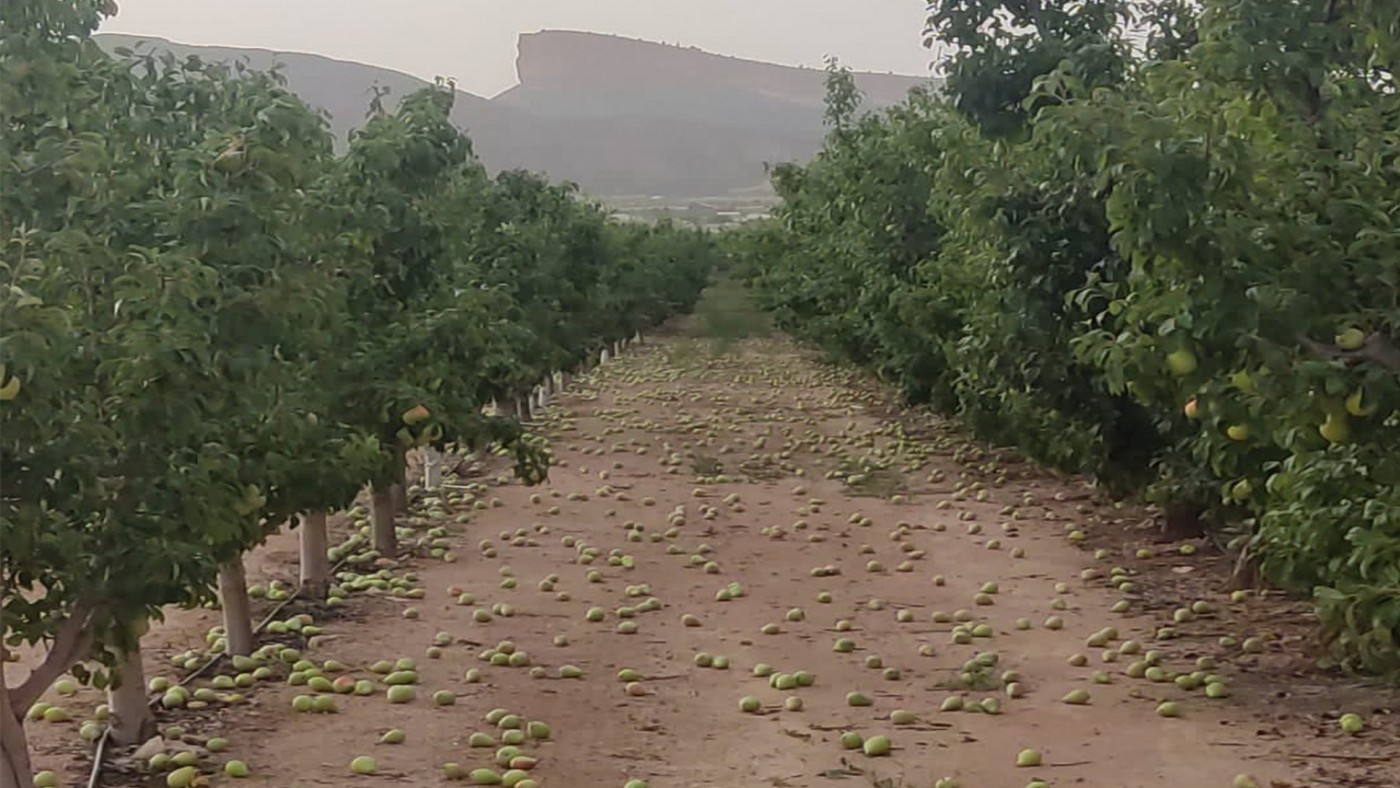 Cifran en 10 millones las pérdidas en la pera de Jumilla por el reventón térmico