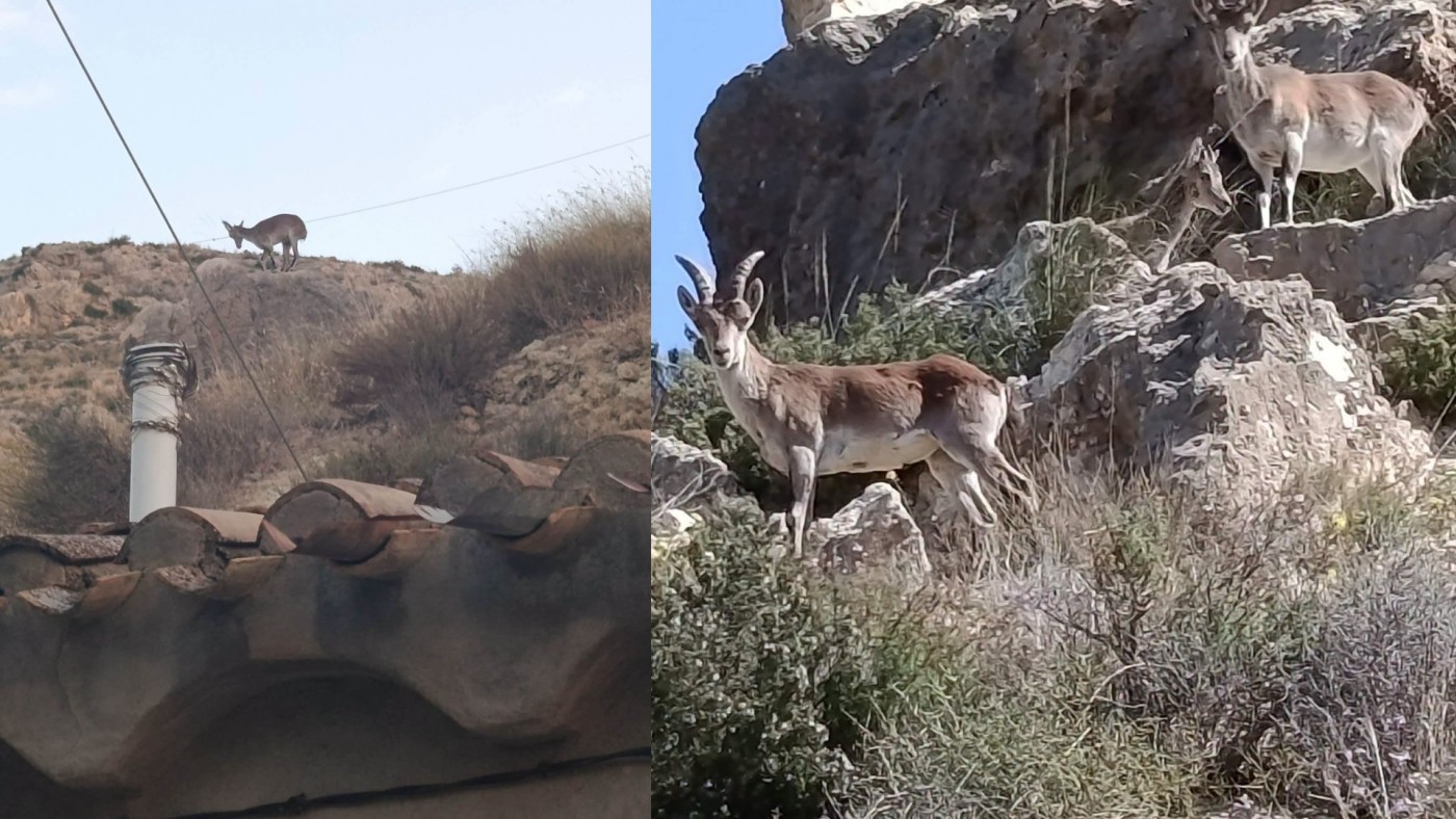 Las cabras montesas buscan agua y comida en los barrios altos de Mula