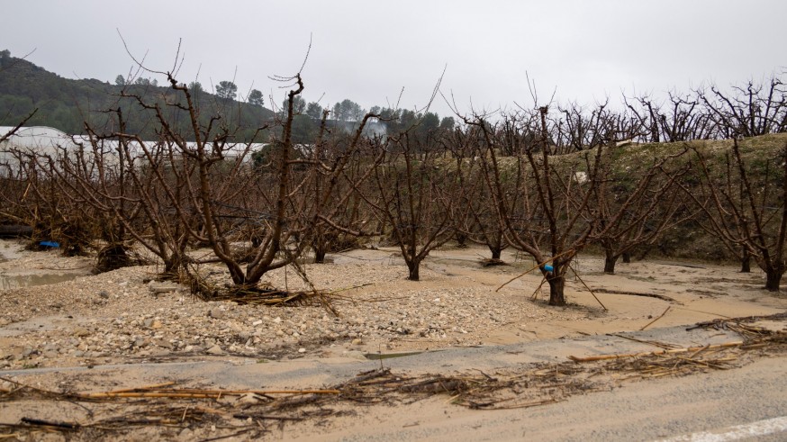 Lluvias en Noroeste y Altiplano: pierde la flor cortada, ganan los cereales, almendros y viñas 