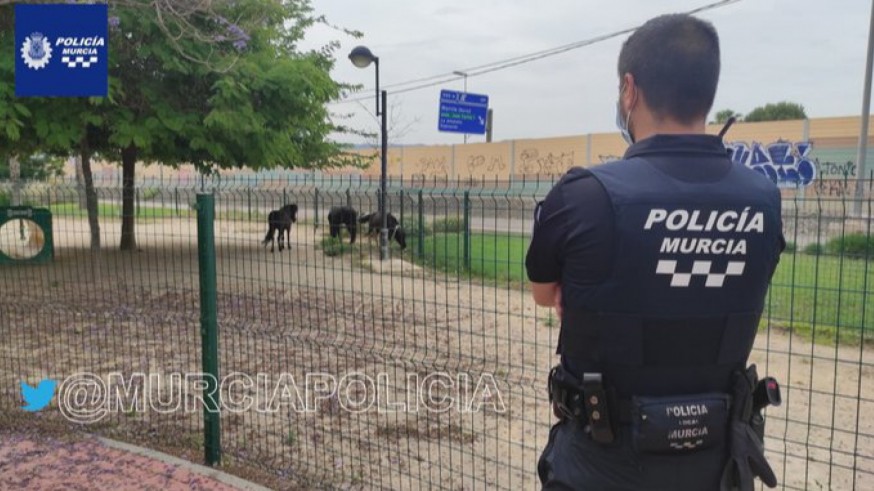 Los ponis en el 'pipican' de Joven Futura