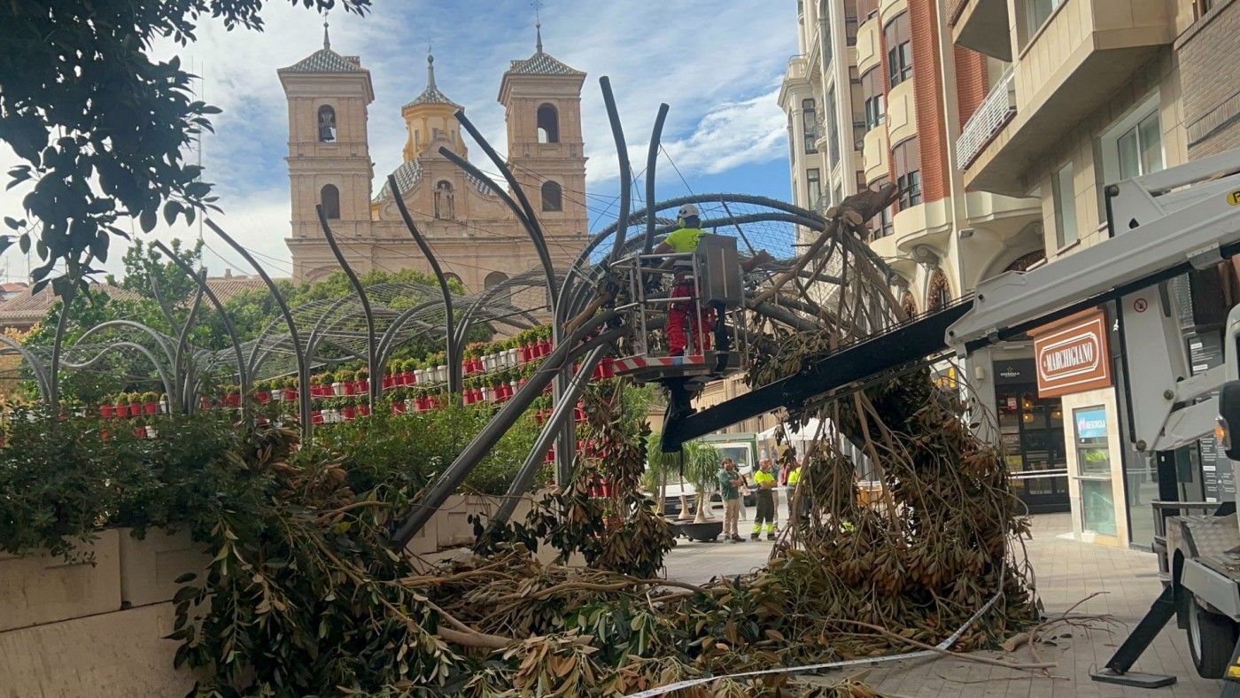 El Ayuntamiento de Murcia no contempla retirar el ficus de Santo Domingo 