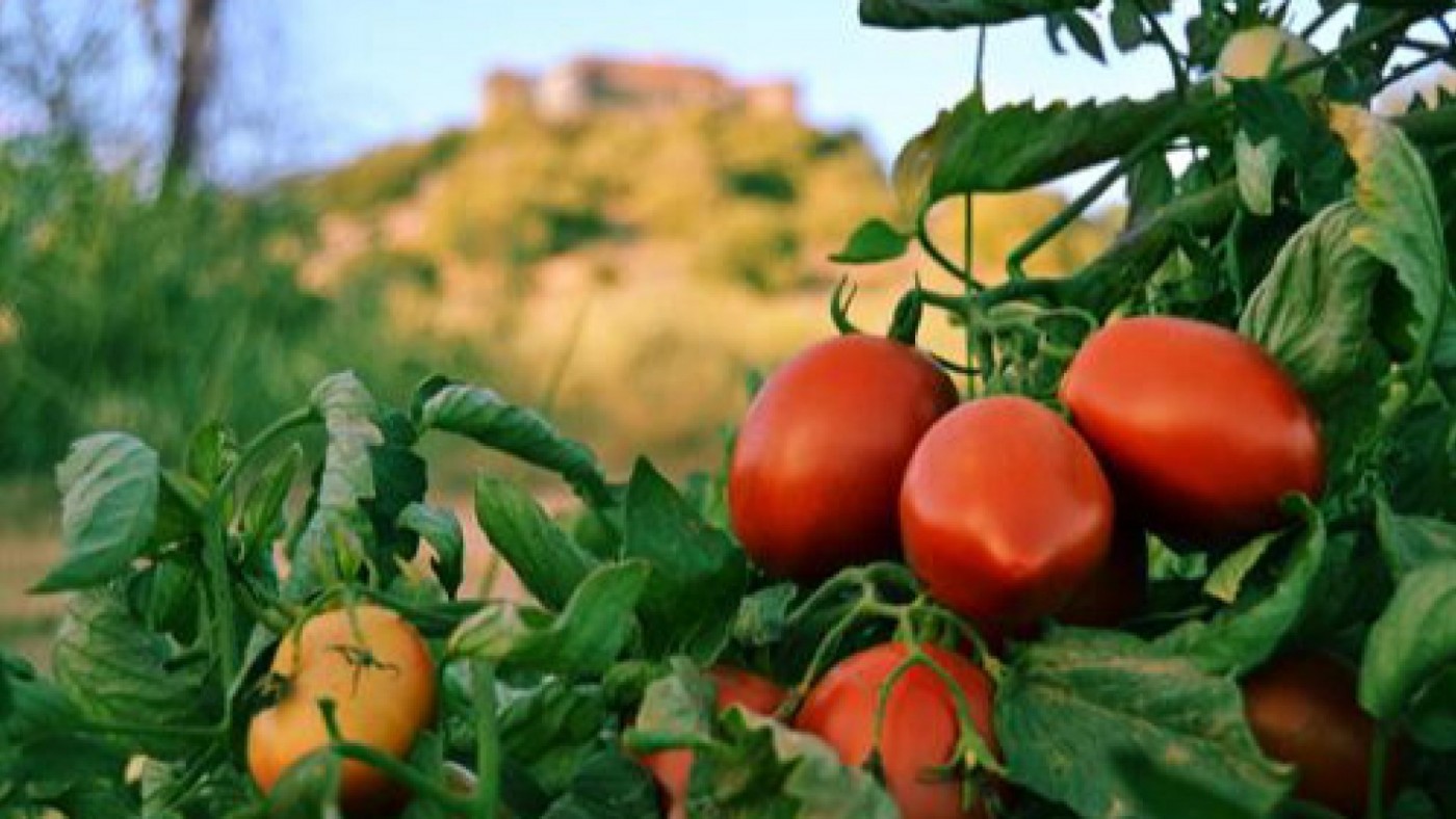 Plantación de tomates