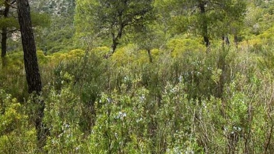 La magia de las plantas. El valor de los tomillares en el monte