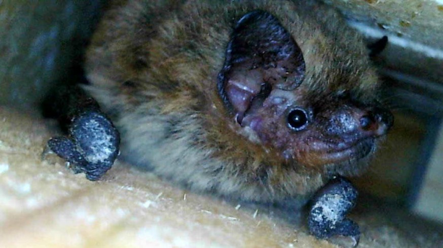 Los murciélagos suponen una importante fuerza de control de bichos molestos