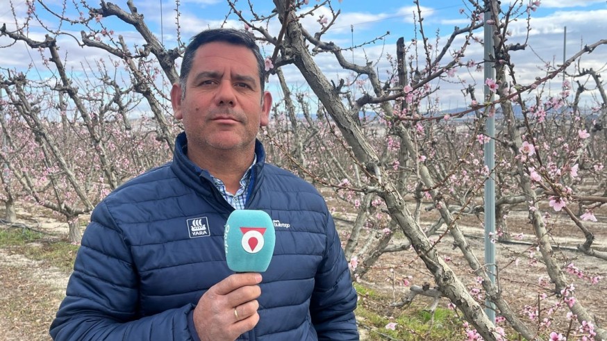 La floración del melocotón de Cieza: "No debemos arrancar la flor"