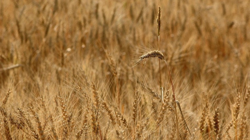 Cambios en la propiedad agraria: un análisis del último censo del INE