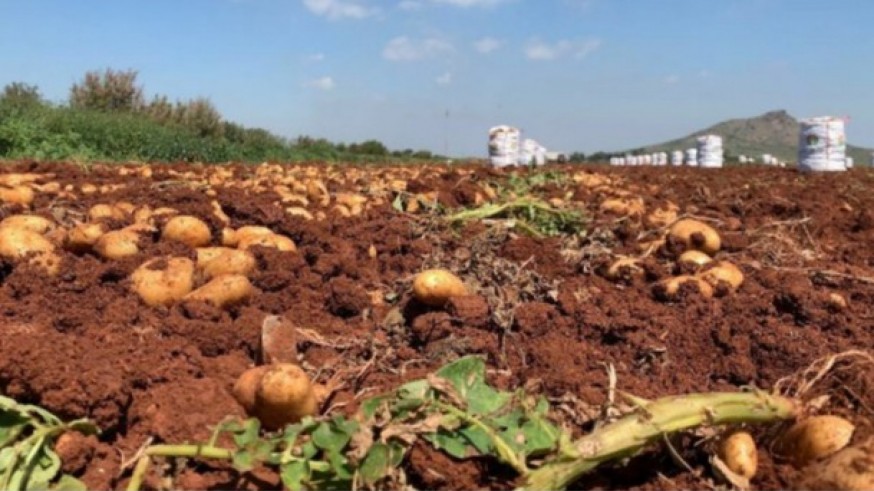 La patata del Campo de Cartagena mantiene sus precios esta campaña 