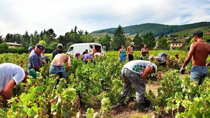 Vendimiadores recogiendo la uva en Francia. DREAMSTIME