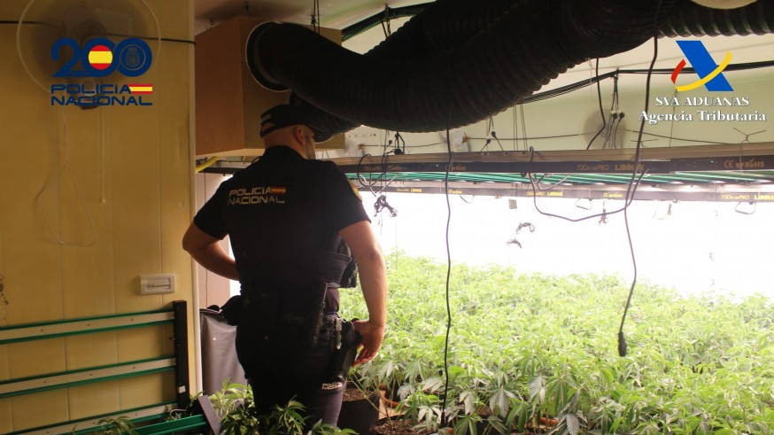 Desmantelada una plantación de marihuana en Molina de Segura con cuatro detenidos