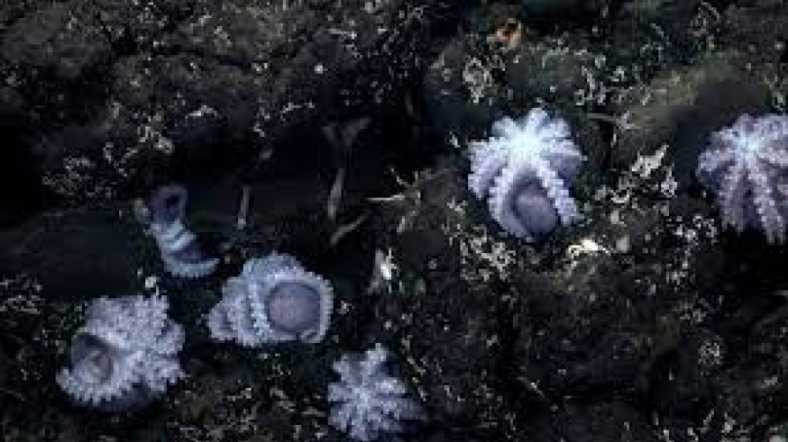 Los ICUES de CORI- Octopus Odyssey- Guardería de pulpos en Costa Rica