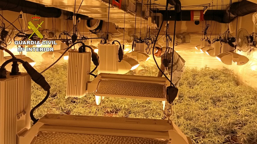 Desmantelado un invernadero con casi 200 plantas de marihuana en una vivienda de Cabezo de Torres
