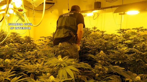 Plantación de marihuana desmantelada en la operación