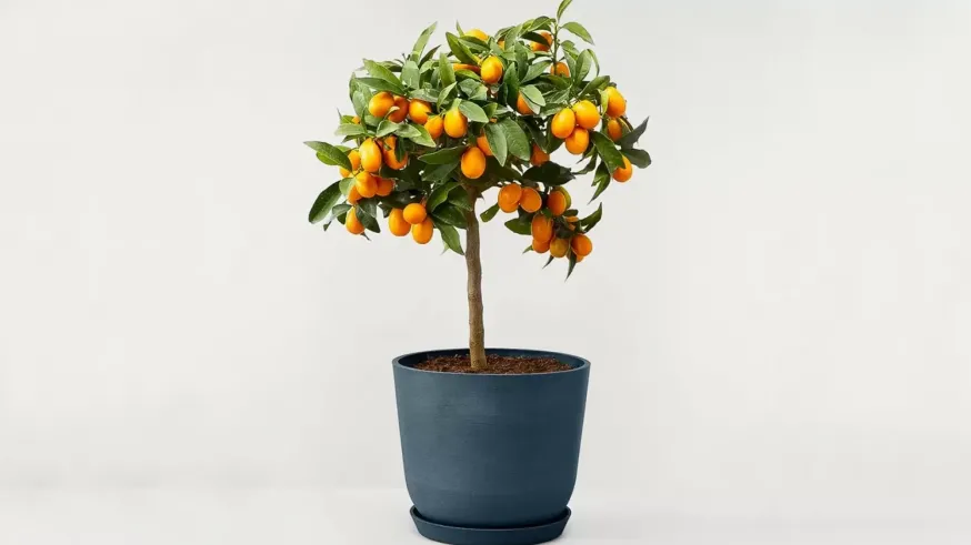 La magia de las plantas. El renacer del huerto urbano: cómo convertir tu balcón en un oasis vegetal