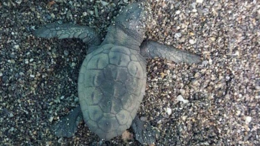 Imagen de la cría de tortuga boba hallada en Calnegre. Fuente: CARM