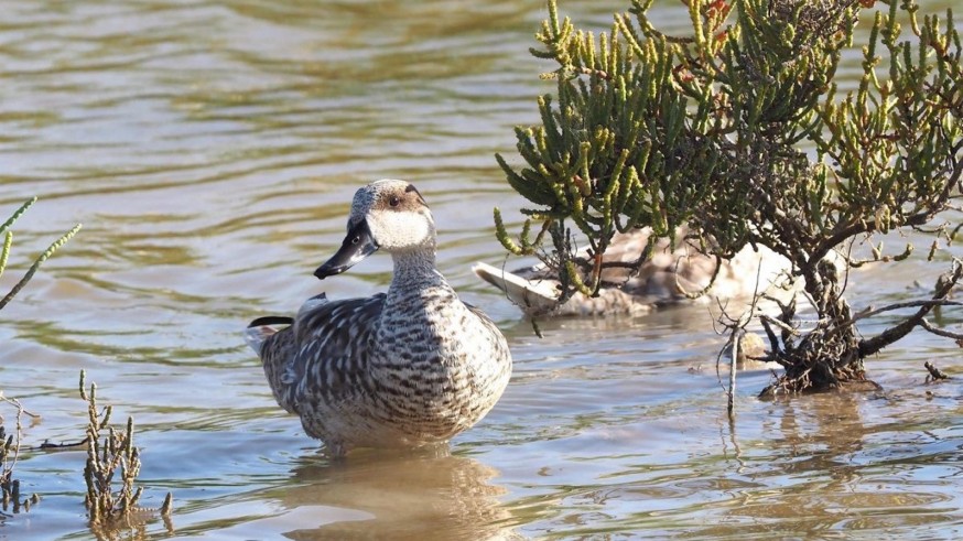 La Cerceta Pardilla, en peligro crítico de extinción por la degradación de sus hábitats 