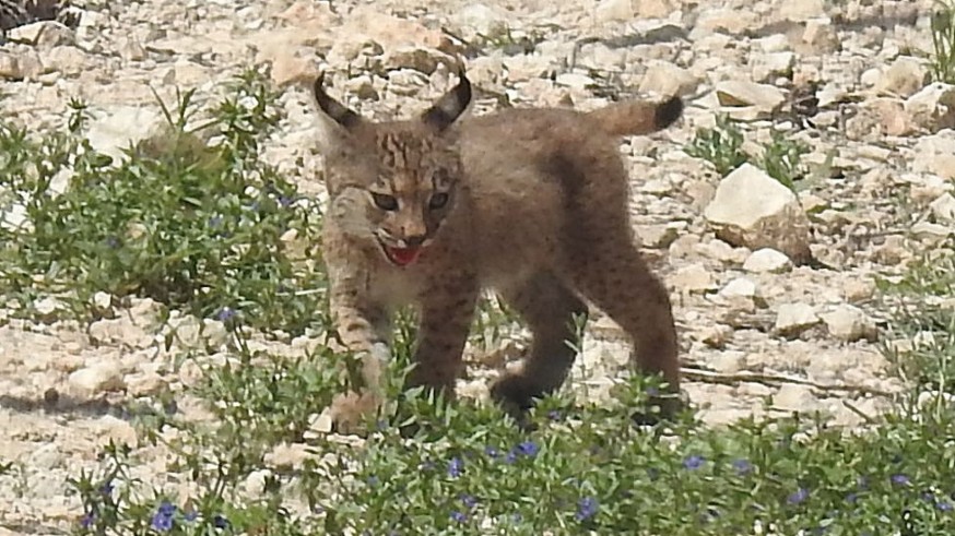 Nacen en libertad los dos primeros linces ibéricos en la Región de Murcia