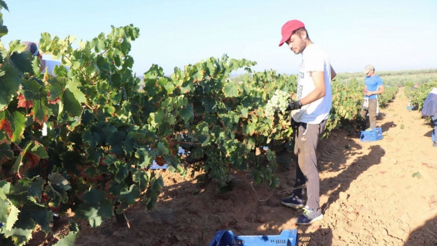 Murcia es la cuarta autonomía que más temporeros desplaza hacia la vendimia en Francia