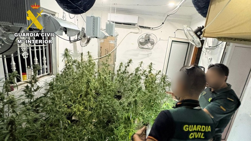 Desmantelan en Barinas y Abanilla un cultivo masivo de marihuana 