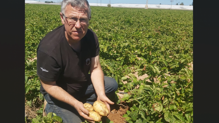 Comienza una cosecha de patata "ilusionante" en el Campo de Cartagena