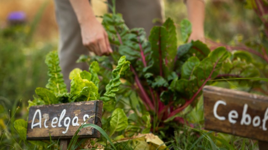 La magia de las plantas. Las verduras silvestres
