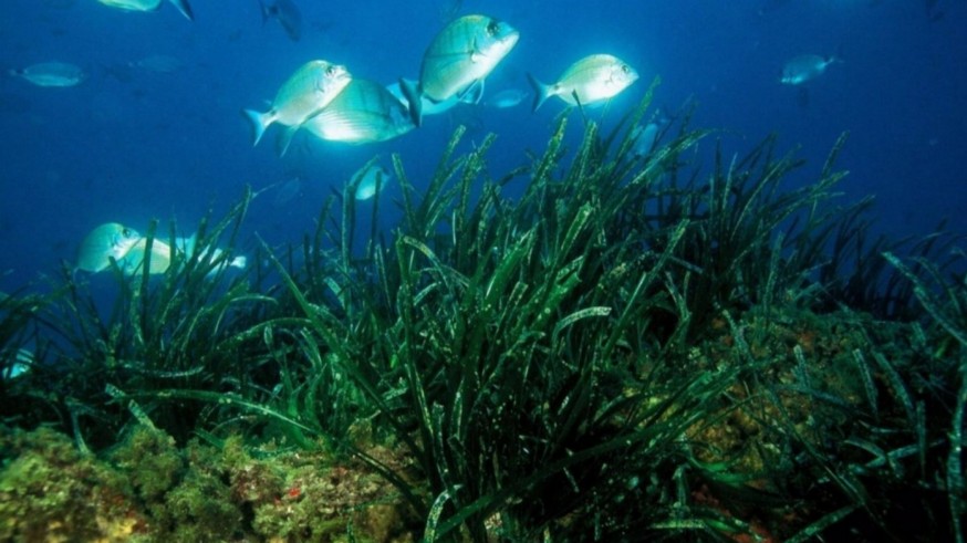 La reforestación de posidonia ayuda a proteger el ecosistema marino de la región