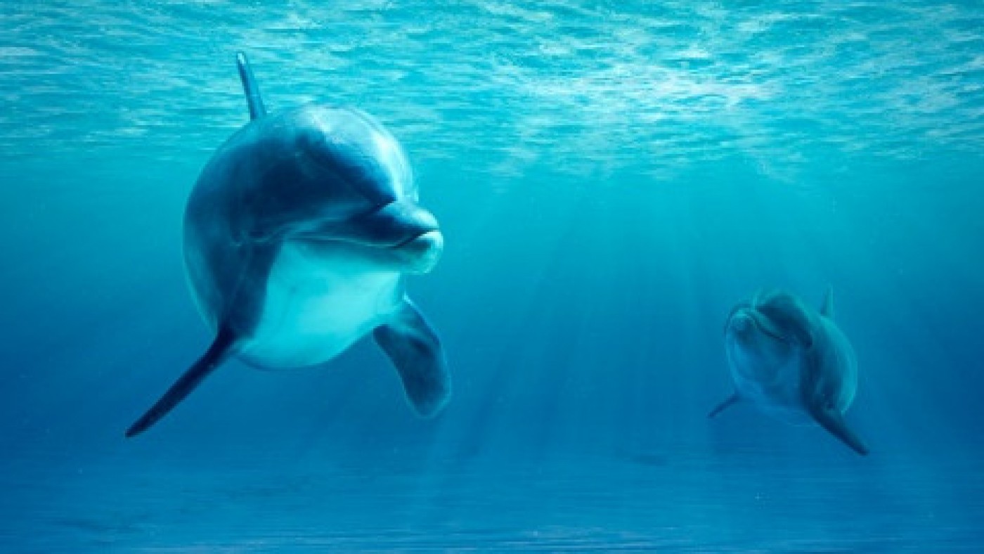 Una pareja de delfines. Ecoticias