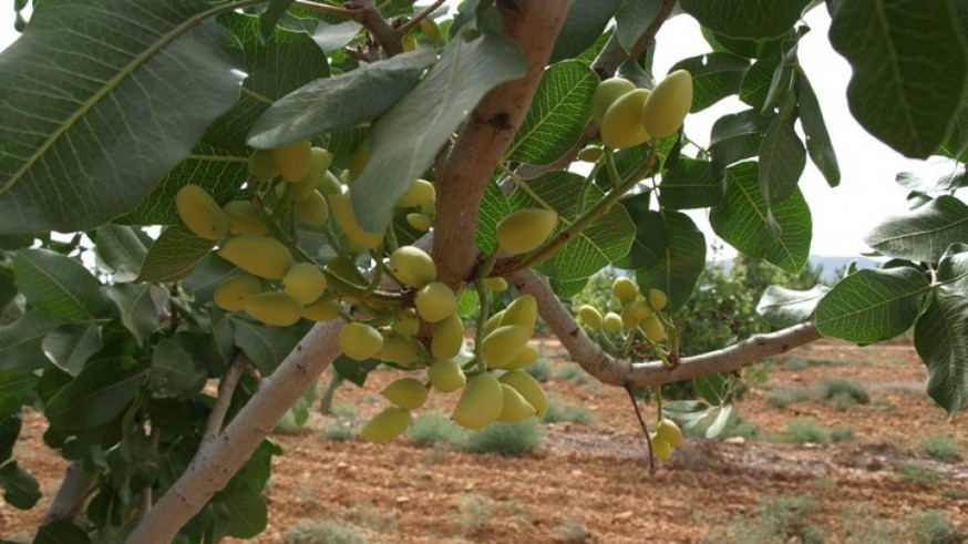 Los agricultores del Noroeste le cogen la medida al cultivo del pistacho