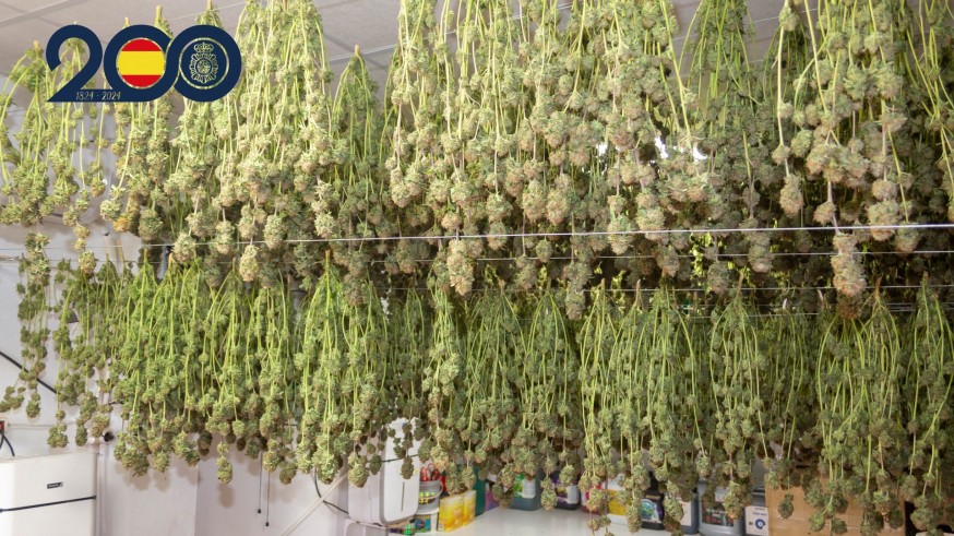 Detenidos nueve miembros de un clan familiar por tráfico de drogas en La Ñora