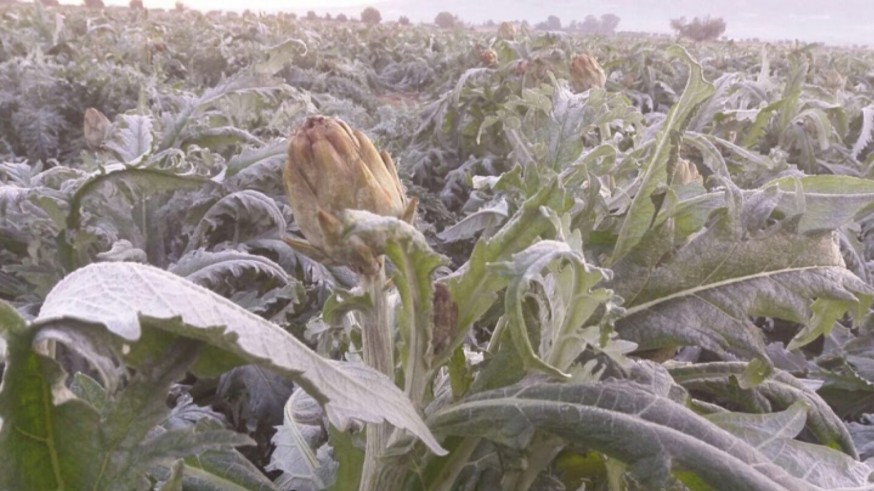 Los cultivos del Valle del Guadalentín están aguantando la llegada de las primeras heladas